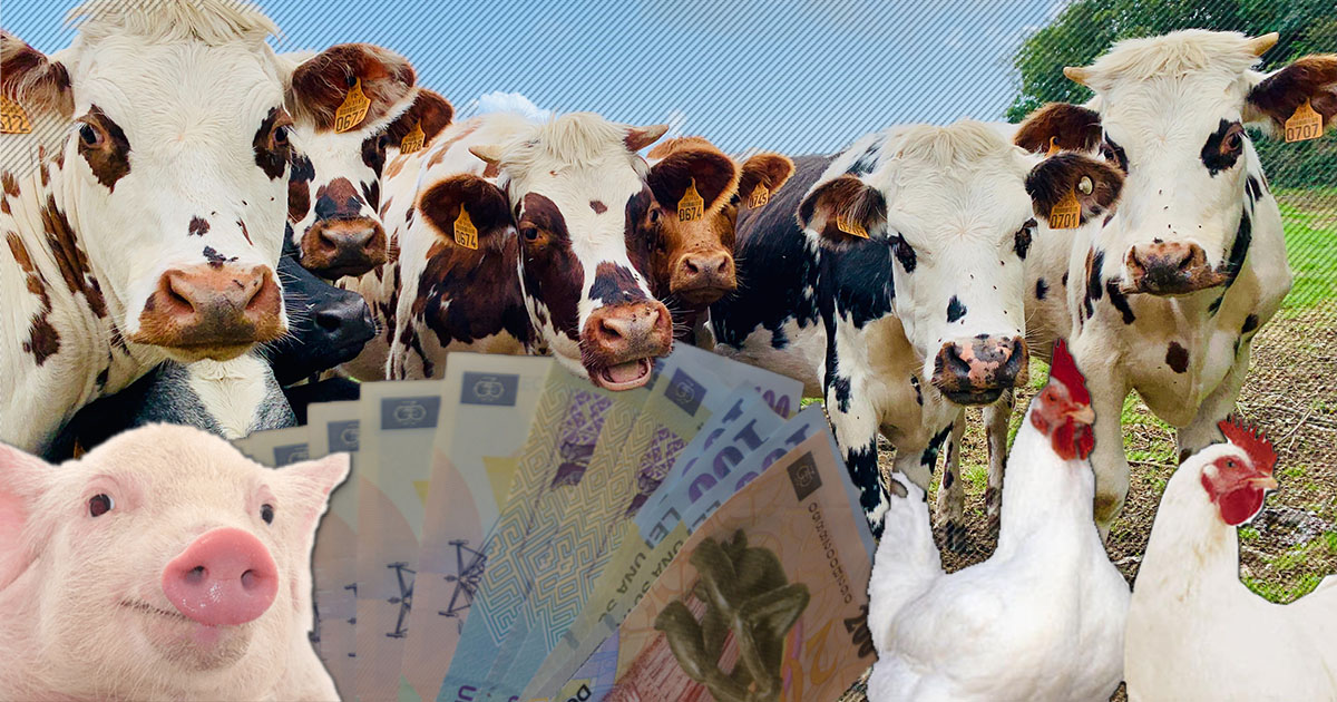 Amenzi și avertismente pe bandă rulantă pentru crescătorii de animale sătmăreni