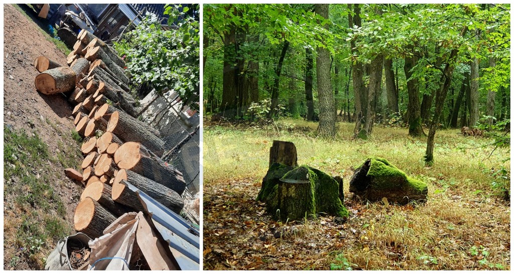 FOTO. Percheziții la hoții de lemne! Mai mulți indivizi duși în Arest