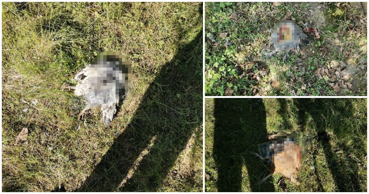FOTO. Vulpile fac ravagii într-o comună din județul Satu Mare. Măcel printre găini, rațe și gâște
