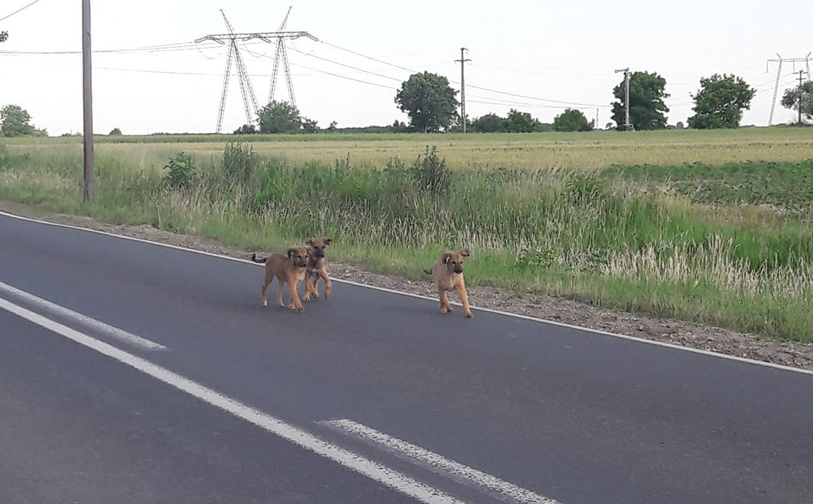 FOTO. Cățeluși abandonați de o șoferiță direct pe șosea, în județul Satu Mare