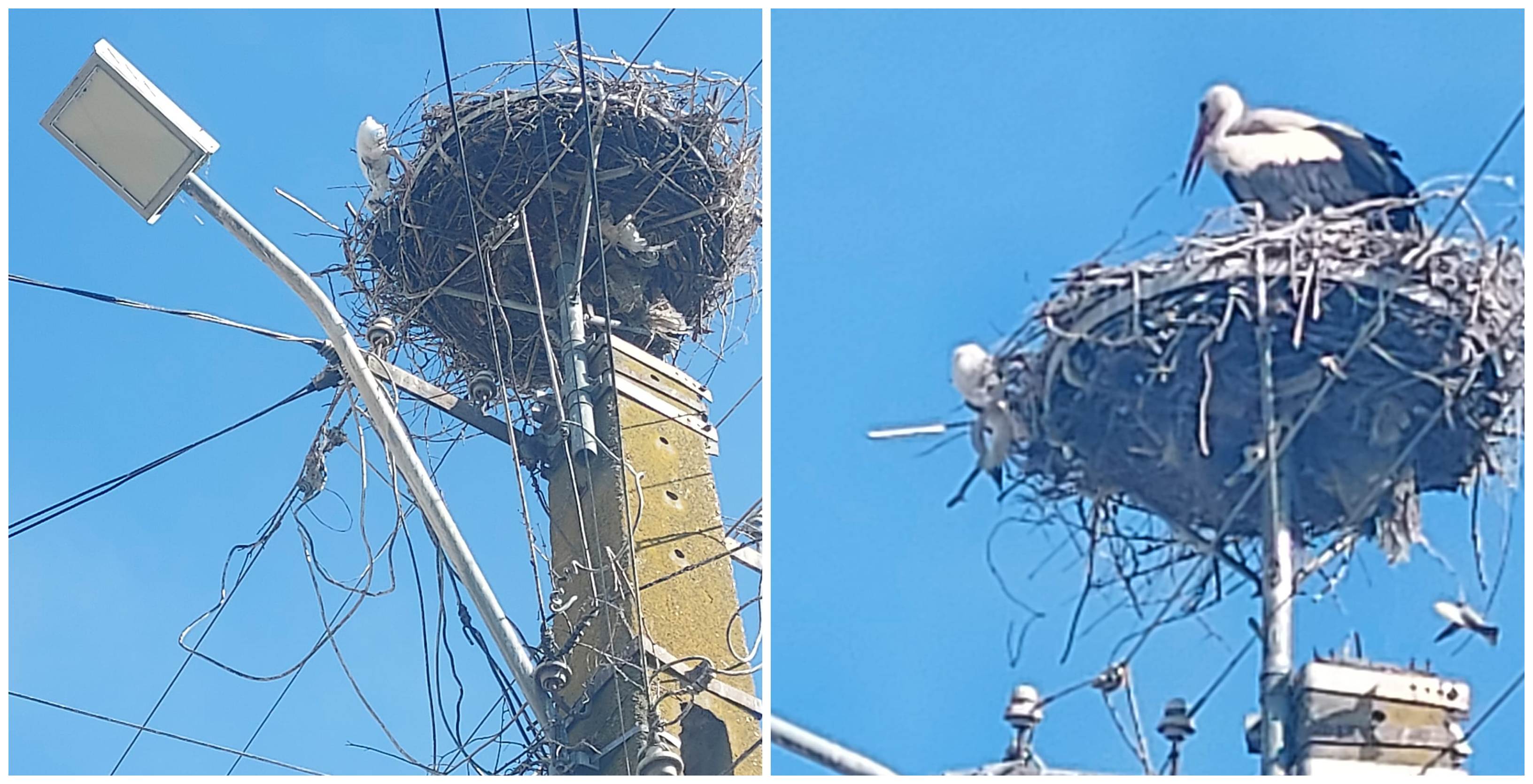 FOTO/VIDEO. Pui de barză salvat de la moarte în Odoreu. Repus în cuib de localnici inimoși