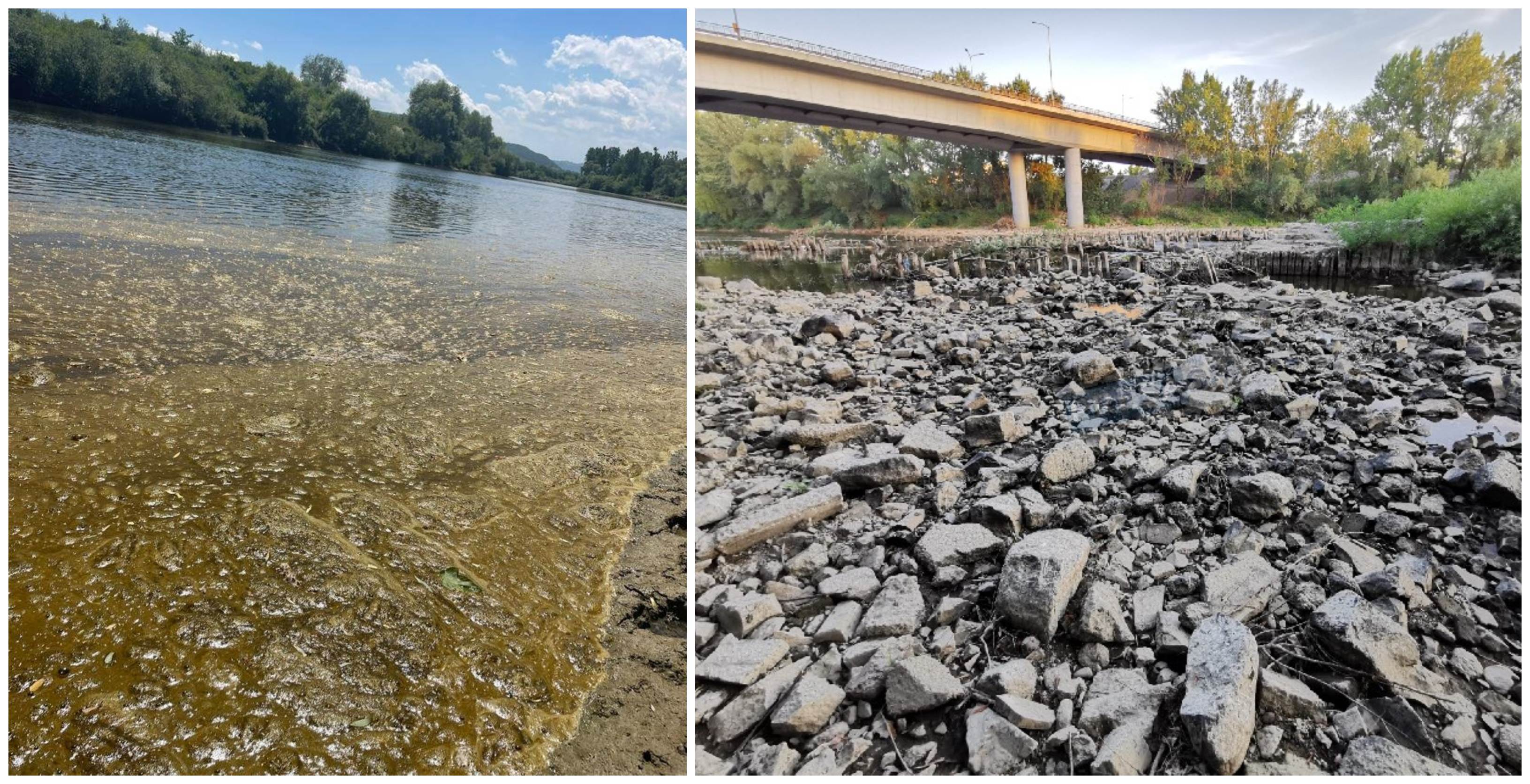 FOTOGALERIE. Probleme majore pe Someș. Din cauza secetei o algă riscă să ucidă fauna piscicolă