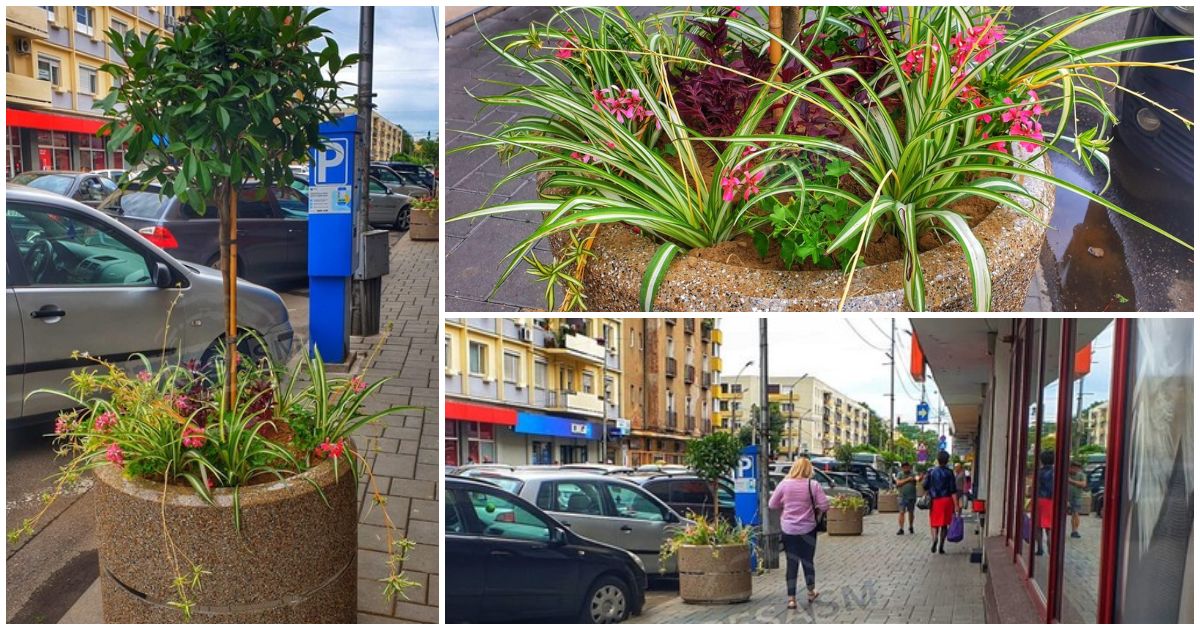 FOTO. Surpriză pentru sătmărenii din Centrul Vechi. Copaci ornamentali și flori pe bulevardul principal