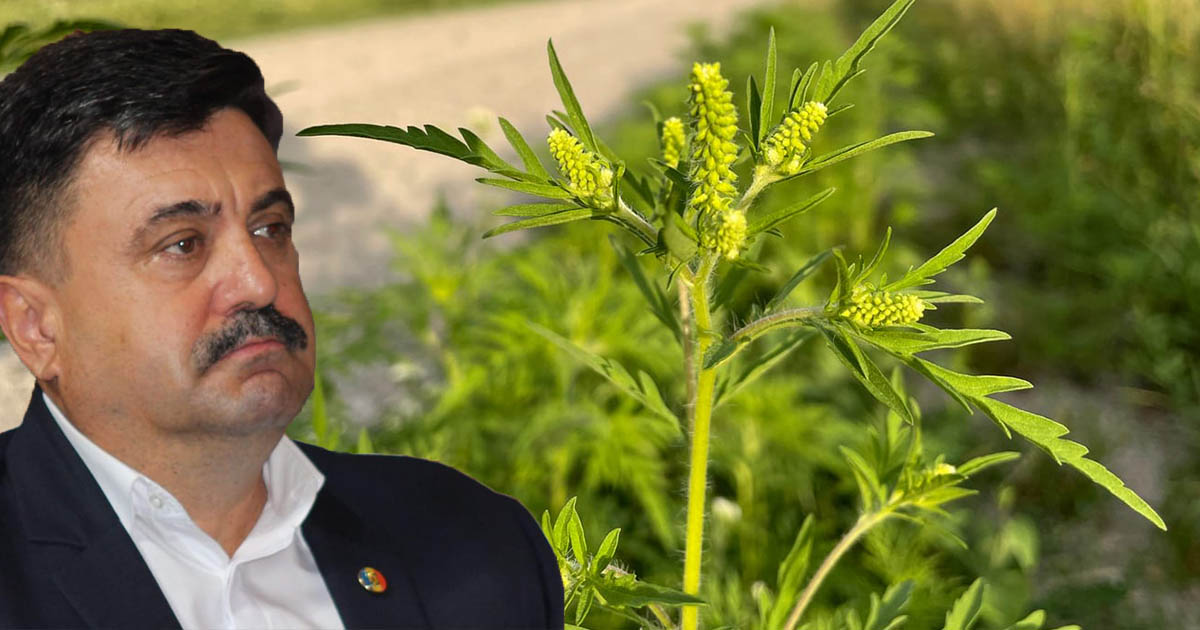 Prefectul Roca, supărat pe instituțiile din subordine. Mărul discordiei: Ambrozia