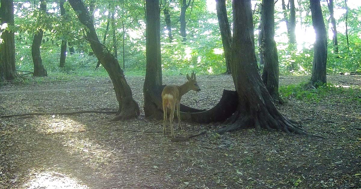 FOTO. Din grijă față de animale. Au dat o mână de ajutor necuvântătoarelor din pădurile Sătmarului