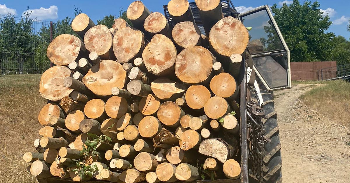 FOTO. Sălăjeni s-au pus pe furat de lemne în județul Satu Mare