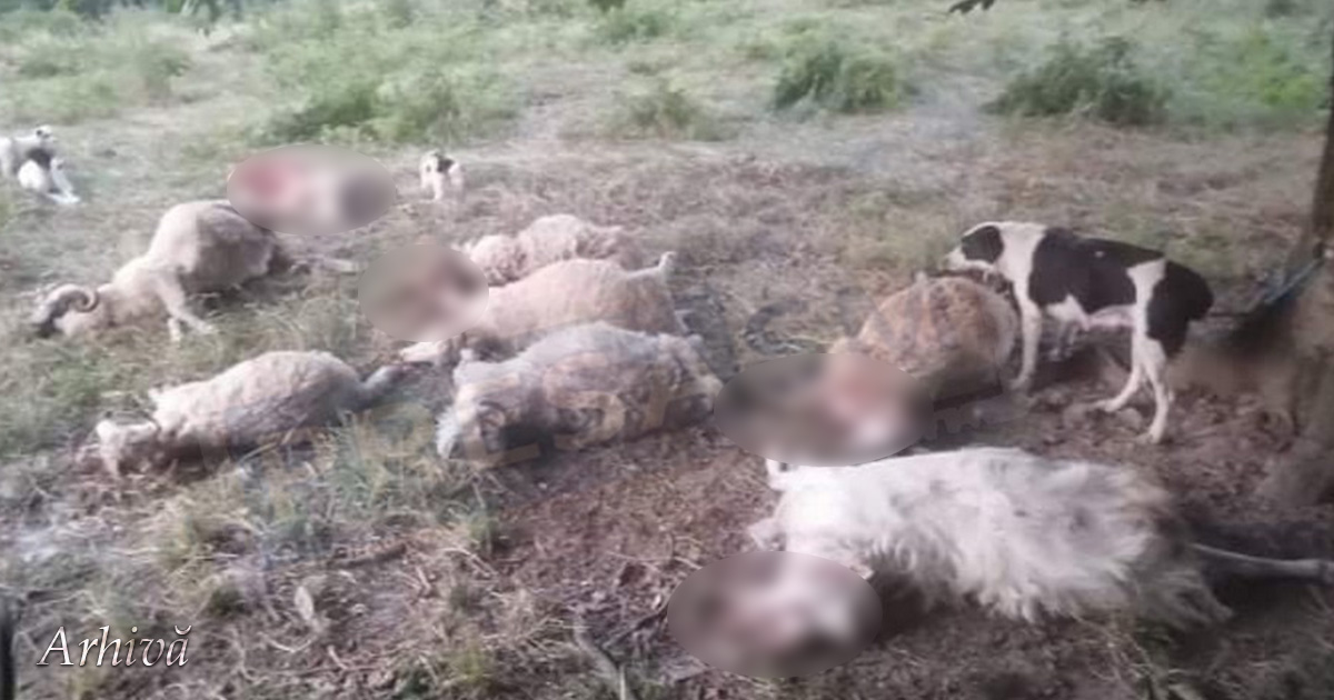 Zeci de oi ucise de lupi, în județul Satu Mare. DSVSA face verificări de urgență