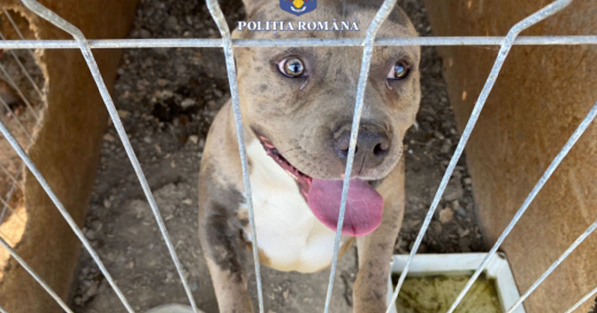FOTO/VIDEO. Percheziții în județul vecin, la crescătorii de câini. Acuzați că înmulțeau rase periculoase