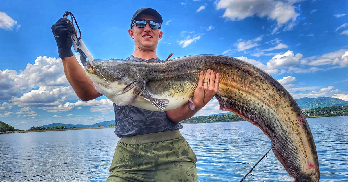 FOTO. Somn uriaș prins în județul Satu Mare. A fost eliberat