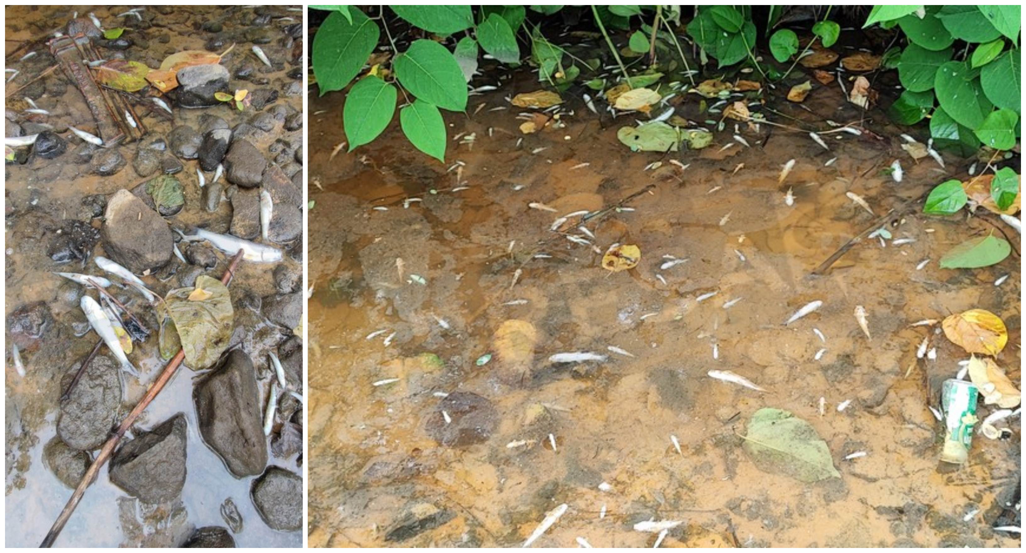 FOTO. Secetă și dezastru ecologic în județ. Mor peștii din cauza debitelor scăzute