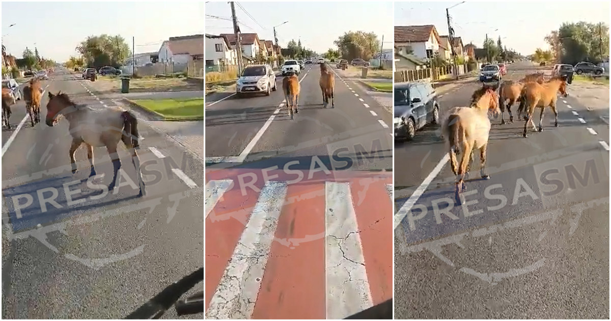 VIDEO. Trei cai frumoși, la plimbare de dimineață pe un bulevard din Satu Mare