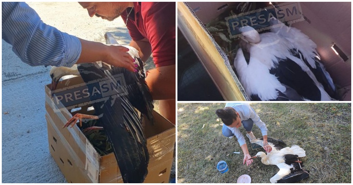 FOTO/VIDEO. Barză salvată de sătmăreni. Va ajunge la sanctuarul din Sibiu pentru recuperare