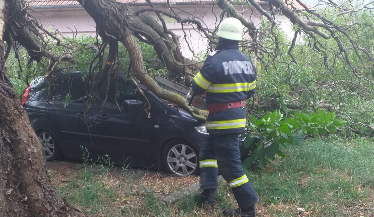 FOTO/VIDEO. Copac căzut peste mașini la Carei. Au intervenit pompierii
