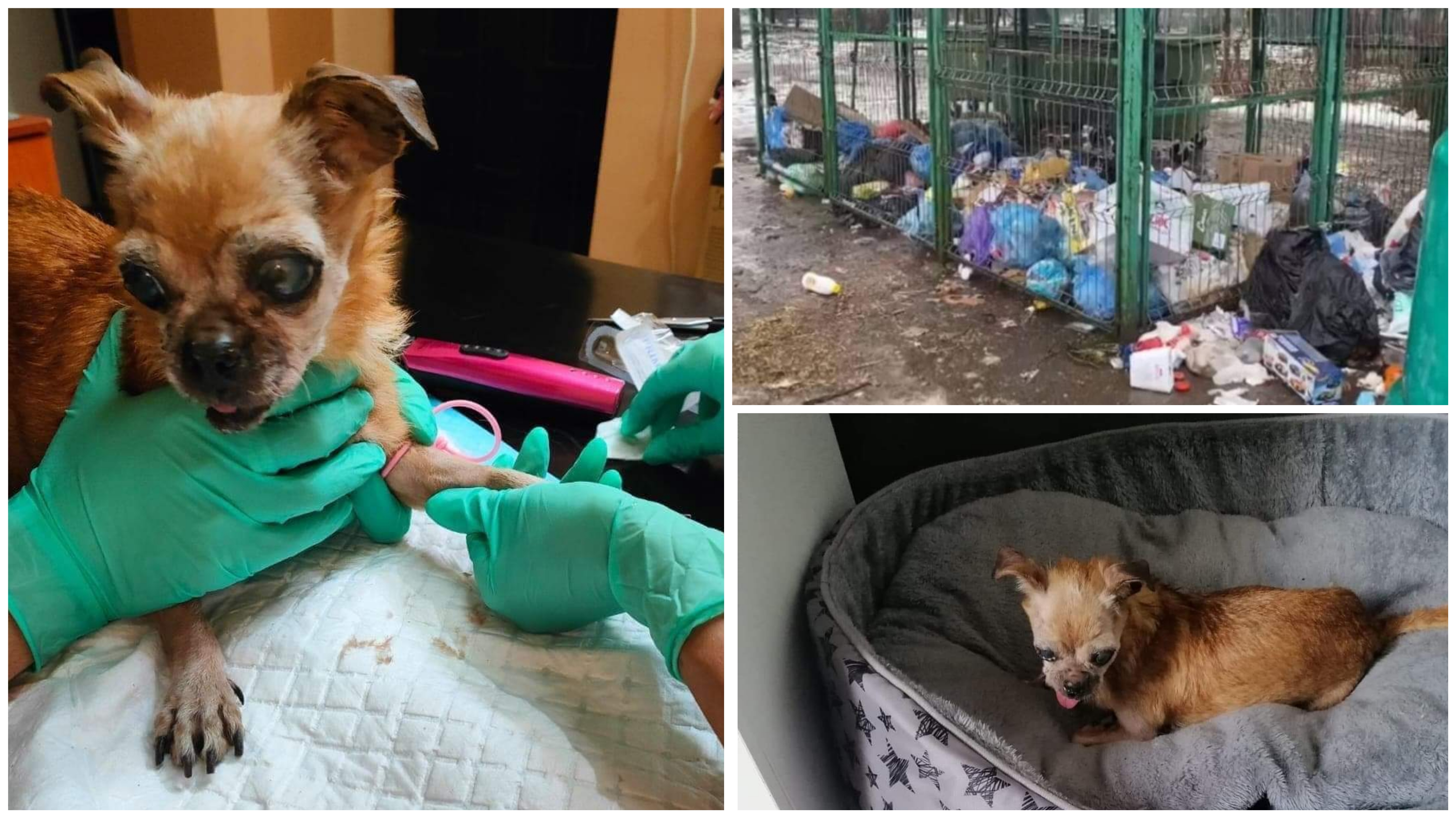 FOTO. Cățelușă bolnavă aruncată la gunoi, în Satu Mare. Poliția a dat amenda maximă