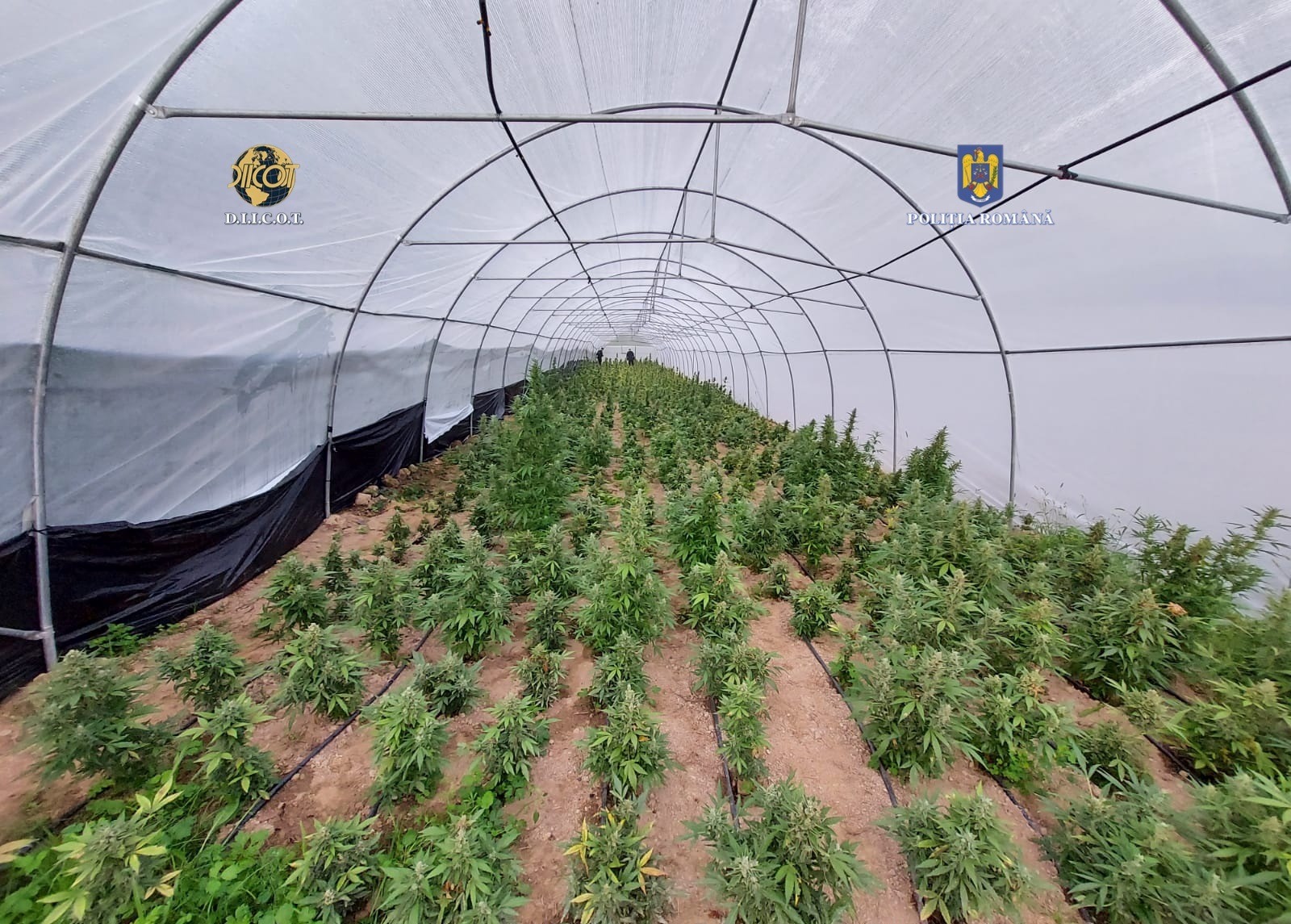 Povestea sătmăreanului care cultiva cannabis în pădurile din județ. Prins din greșeală