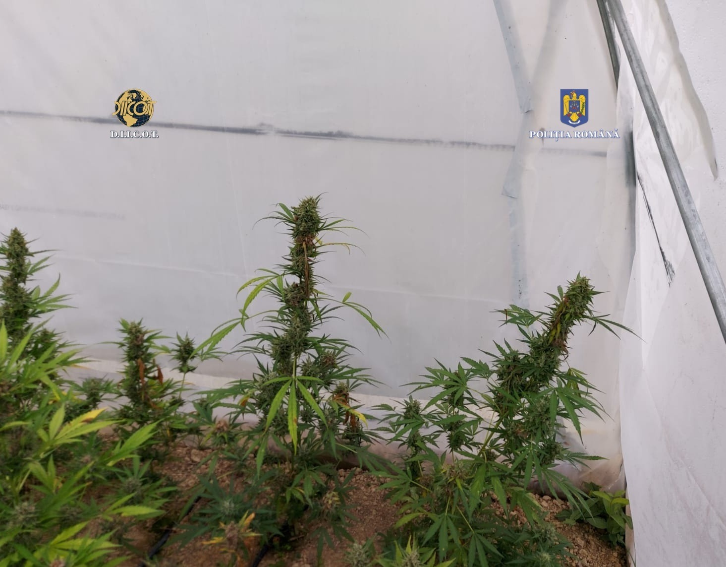 CULMEA JUSTIȚIEI! Un sătmărean a SCĂPAT după ce și-a făcut propria cultură de cannabis