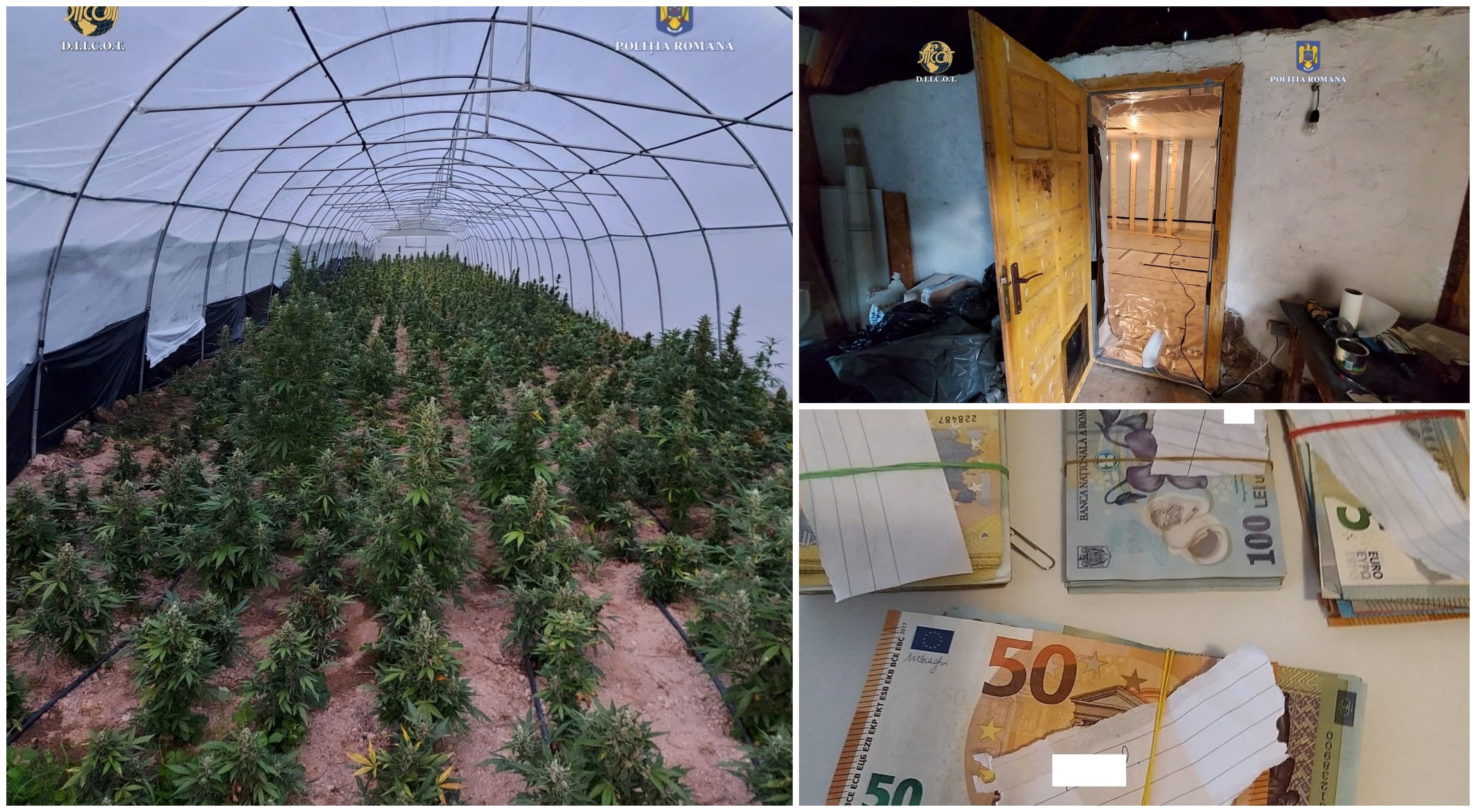 Satu Mare, producător serios de ”vise frumoase”. Un traficant a povestit cum se aproviziona cu ”marfă”