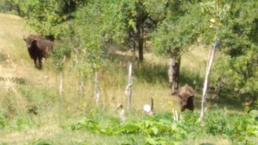 FOTO. Intervenție neobișnuită pentru jandarmii dintr-un județ al țării. Au fost chemați să alunge zimbrii din ogradă