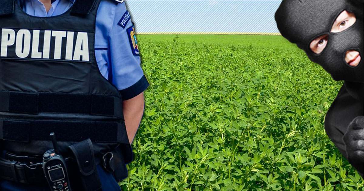 Se fură de toate în județ, inclusiv lucerna. Doi tineri s-au ales cu dosare penale