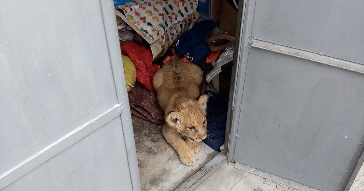 FOTO. Surpriză de proporții pentru inspectorii Gărzii de Mediu dintr-un județ al țării. Au găsit un pui de leu într-un garaj.