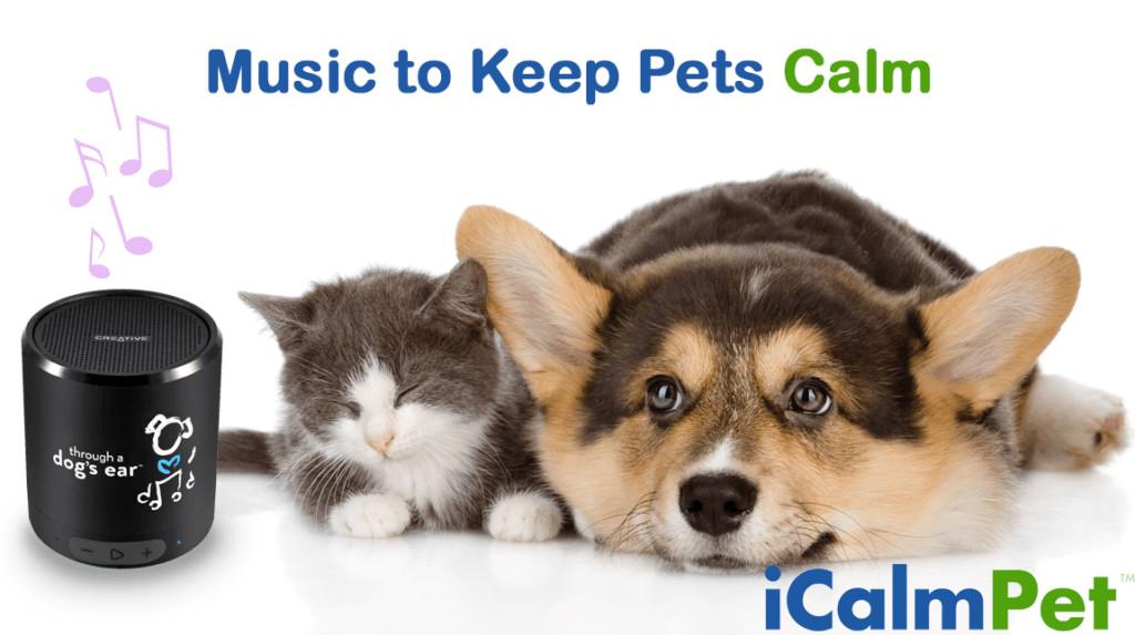 Ce beneficii aduce muzica animalelor noastre de companie?