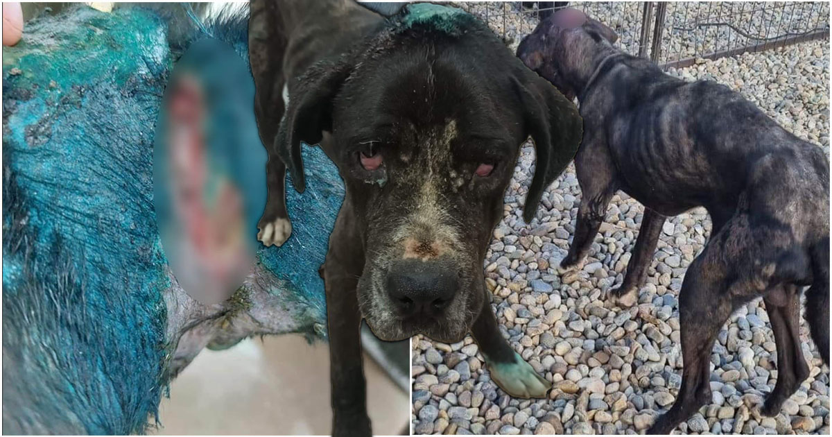 FOTO. Caz înfiorător de abuz la Satu Mare. Câine cu rănile pline de viermi, subnutrit și cu râie, legat de lanț