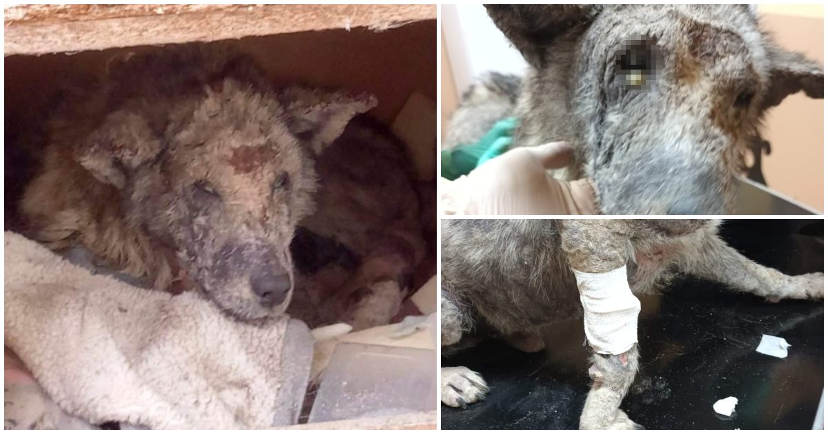 FOTO. Cum arată un câine cu stăpân la Satu Mare. A fost alertată Poliția Animalelor