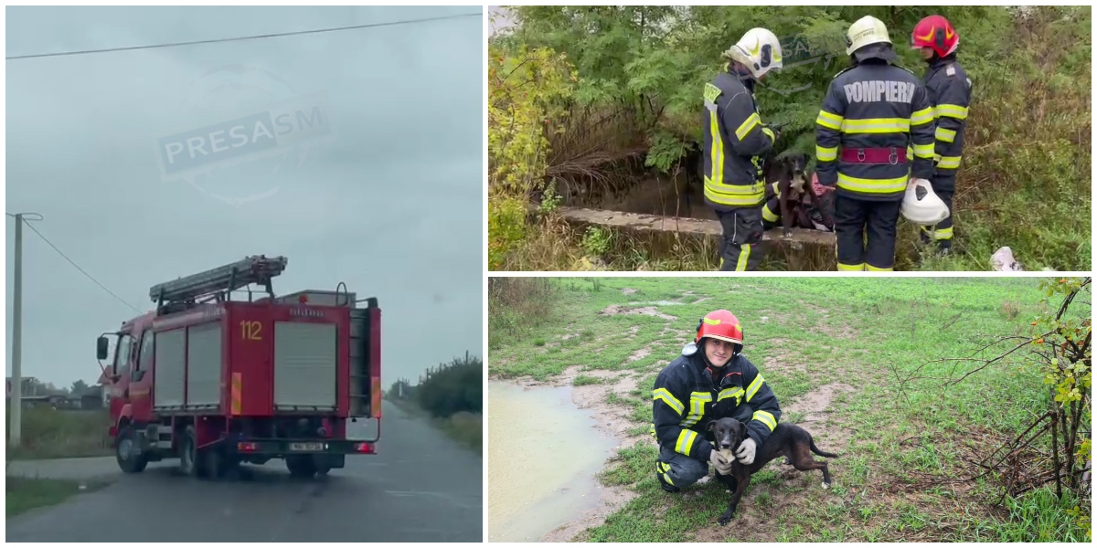 FOTO/VIDEO. Misiune de salvare inedită în județul Satu Mare. Orice viață contează!