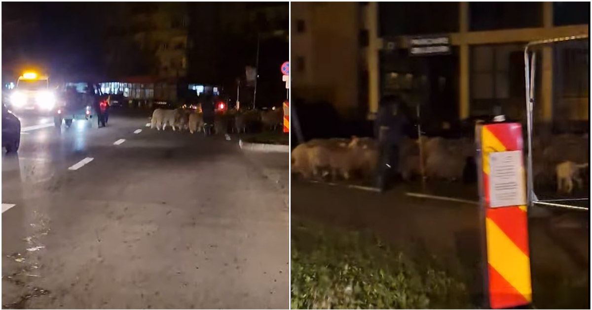 VIDEO. Cu mioarele, pe bulevard. S-a plimbat cu turma de oi prin Micro 17