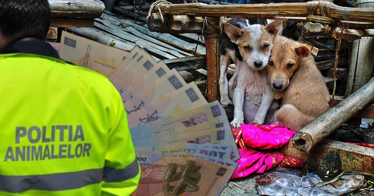 Amenzi de peste 100.000 de lei pentru sute de sătmăreni care dețin animale