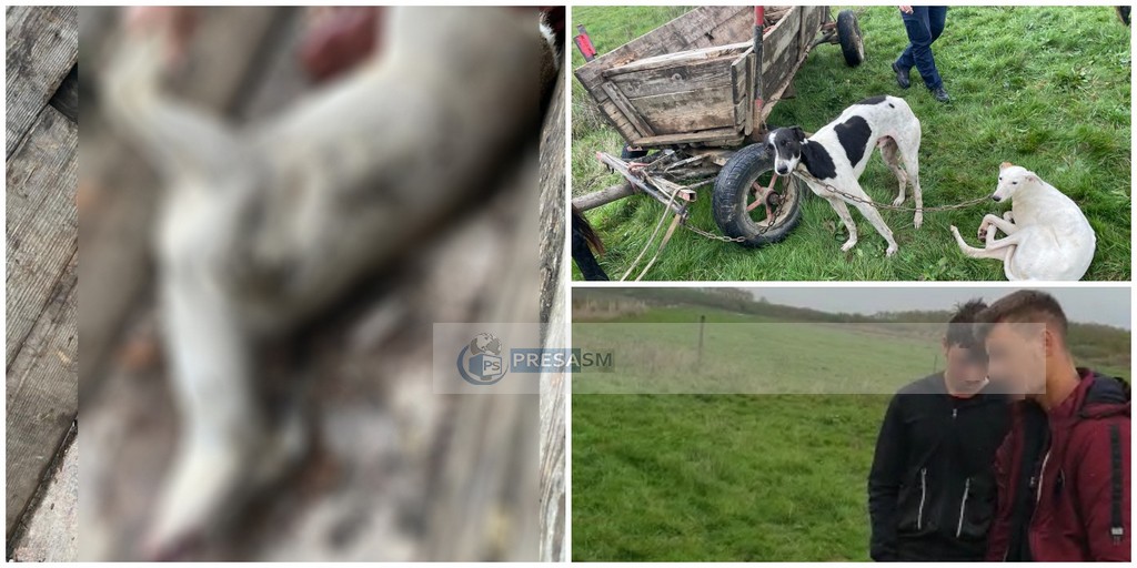 FOTO/VIDEO. Patru tineri au poftit la carne de vânat. Prinși în flagrant, cu căpriorul în căruță