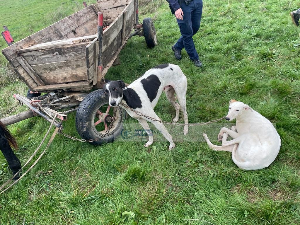 Doi sătmăreni s-au dus cu patru câini pe câmp. S-au ales cu dosar penal