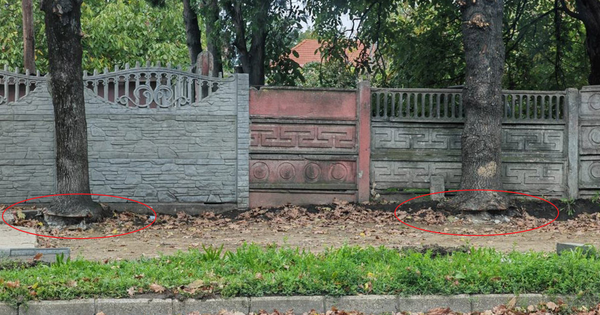 FOTO. Bătaie de joc în Satu Mare. Asfaltatorii au ciuntit copacii. De lene sau din prostie