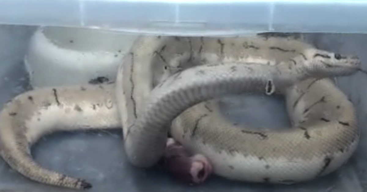 VIDEO. Un orădean a avut șocul vieții sale când a dus gunoiul. Ce a găsit în containere, lângă tomberoane