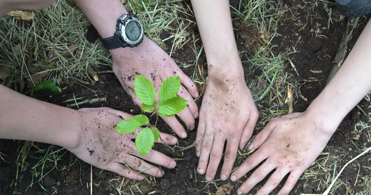 Jumătate de milion de lei pentru împăduriri în județ. Plantări în două comune din Satu Mare