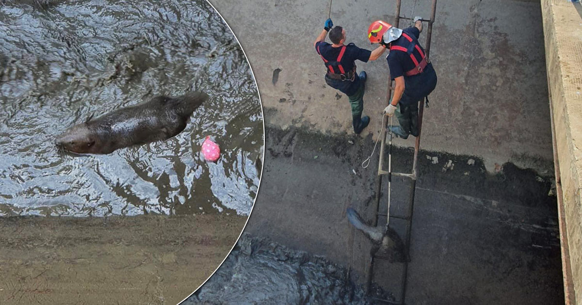 FOTO. Castorul năzdrăvan. Operațiune inedită de salvare în județul vecin