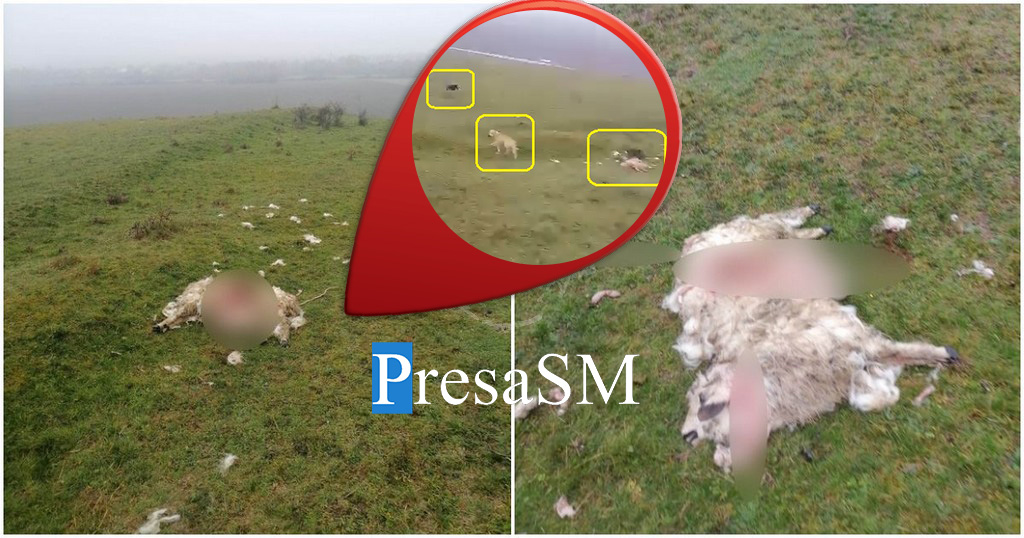 FOTO/VIDEO. Haite de câini sălbăticiți fac prăpăd în județ. Oi ucise, pericol și pentru oameni