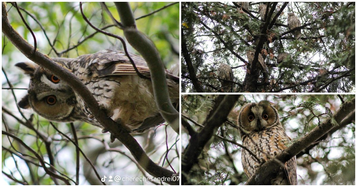 FOTOGALERIE. Apariție surprizătoare: Ciufii și-au făcut casă într-un cartier al Sătmarului