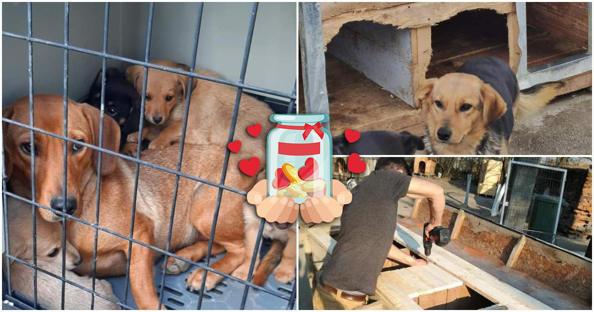 FOTO. Free Life are nevoie de ajutorul vostru. Vine iarna, iar cățelușii au nevoie de adăposturi