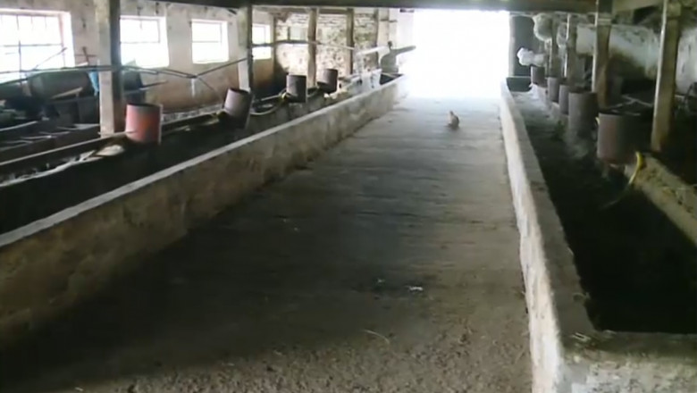 FOTO. Fermier din Carei împins la faliment. Și-a vândut toate vacile la abator