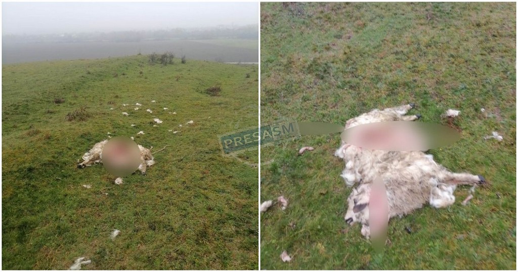 Haitele de câini lăsați liberi atacă din nou în județul Satu Mare. Și ucid!