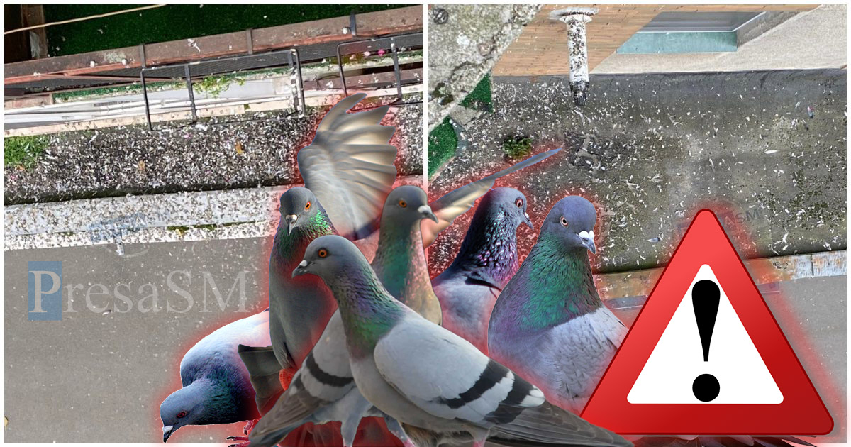 FOTO/VIDEO. Locuitorii de pe Drumul Careiului, sub asaltul porumbeilor! Mizerie și pericol sanitar