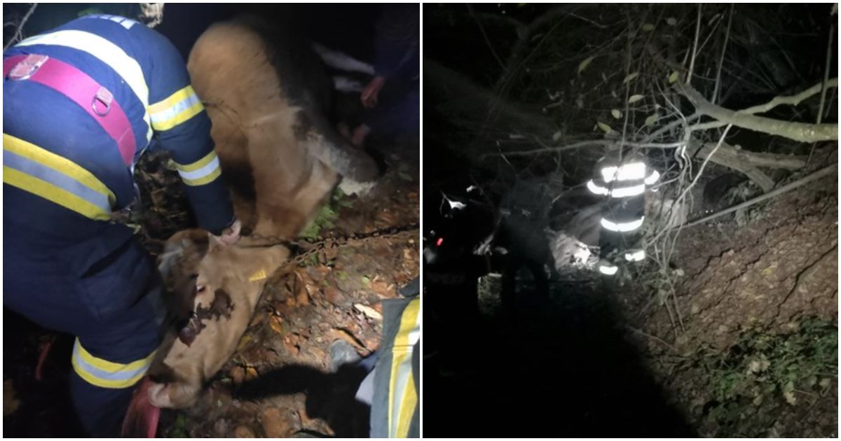 FOTO. Intervenție neobișnuită pentru pompierii din județul vecin. Au salvat o văcuță care a căzut șase metri într-o râpă