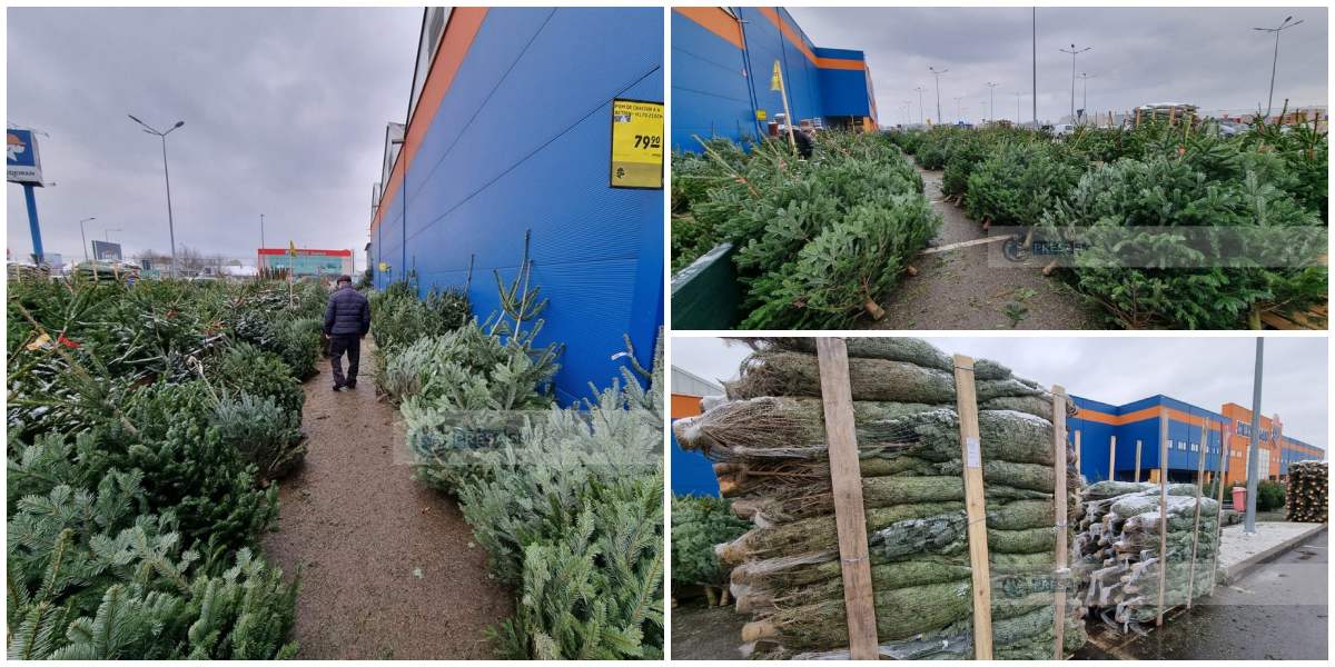 FOTOGALERIE. Au apărut brazii în municipiul Satu Mare. Ofertă bogată, prețuri neschimbate