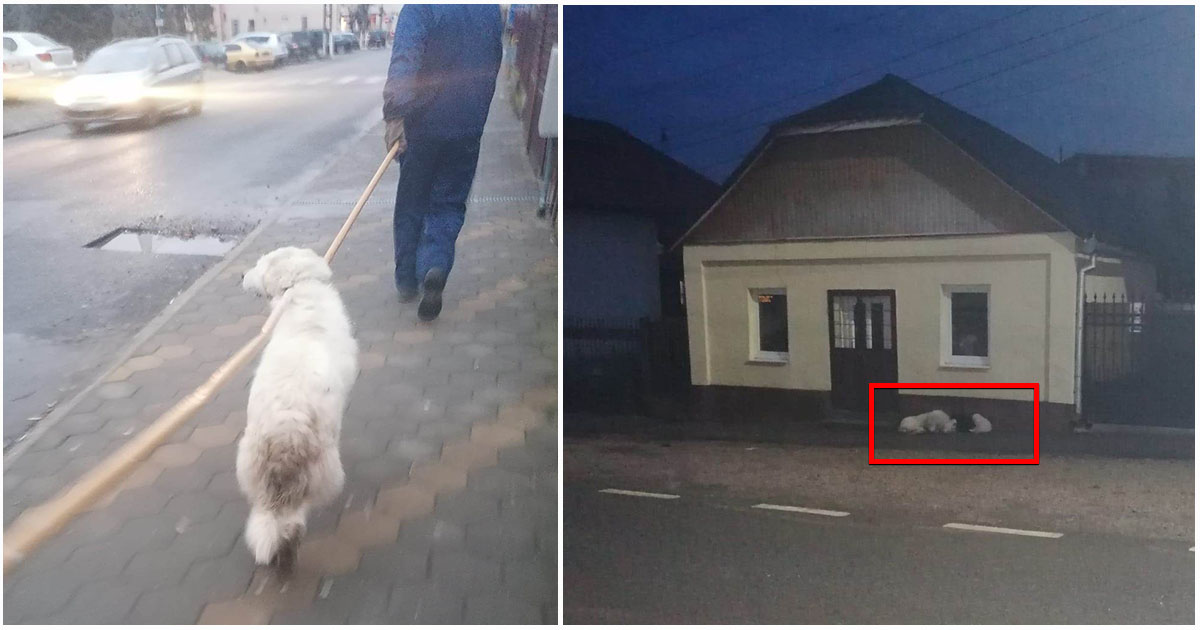 FOTO. Cățea cu pui, de talie mare, a atacat mai multe persoane lângă o școală din Tășnad