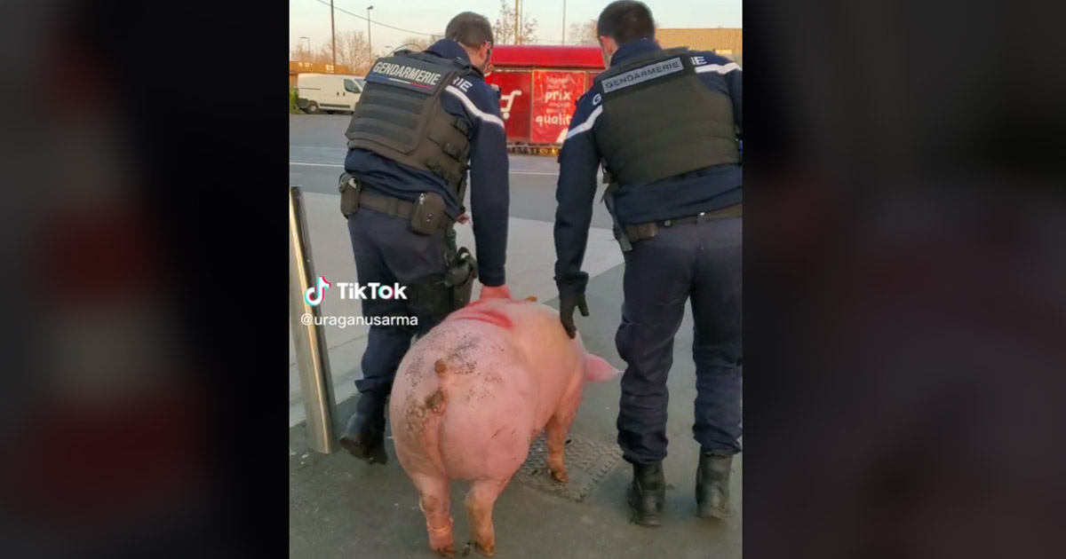 VIDEO. Filmare virală. „Ghiță” salvat de jandarmii francezi din mâinile unor români, gata să-l sacrifice de Ignat