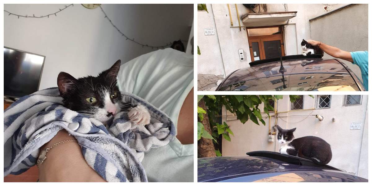 FOTO. Un ”salvator cu forța” a luat pisica unor sătmăreni. Și a umilit Poliția Satu Mare!