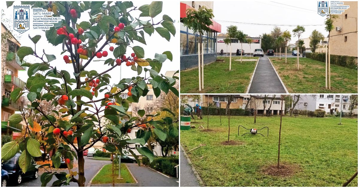 FOTO. Satu Mare, oraș verde! Aproape 1000 de arbori plantați în această toamnă în municipiu