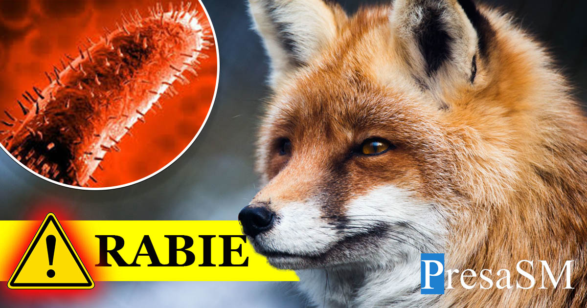 Apelul făcut de Primăria municipiului Satu Mare după ultimul focar de rabie la vulpe