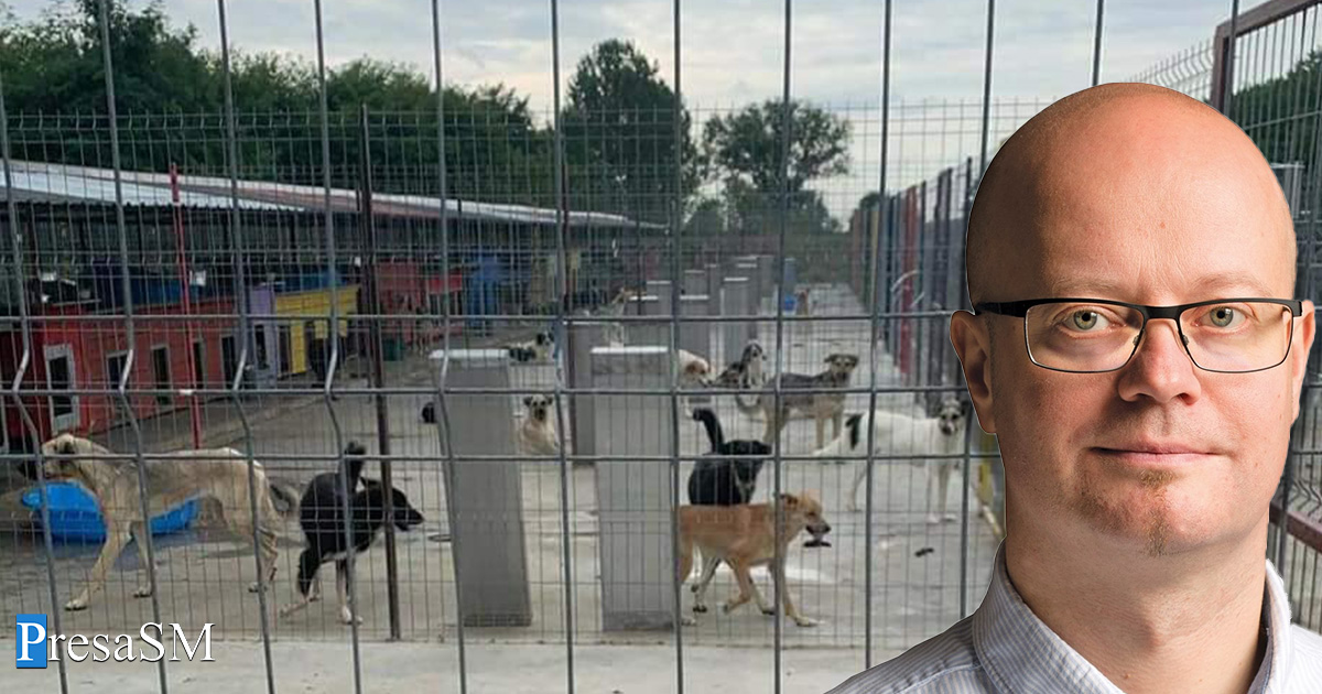 Free Life, despre problema câinilor fără stăpân: "Revenirea la brutalitate nu e o soluție". Arată cu degetul spre autoritățile locale